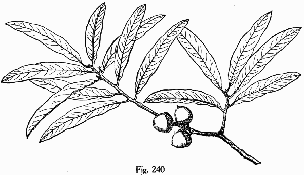 Fig. 240