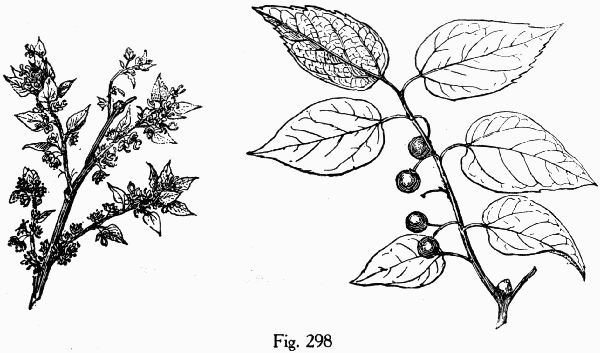 Fig. 298