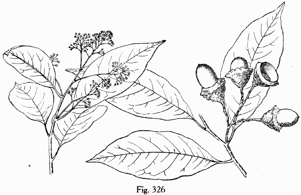 Fig. 326