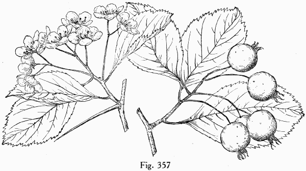 Fig. 357