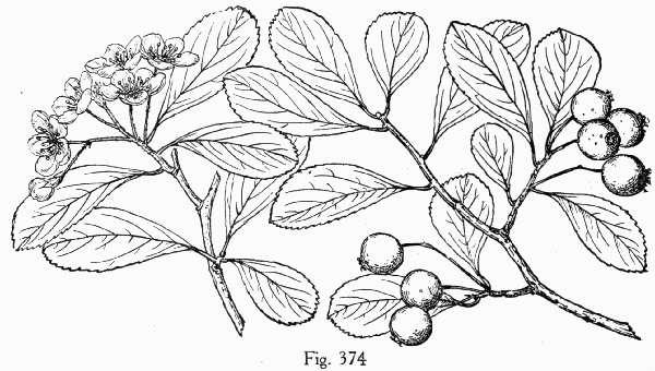 Fig. 374