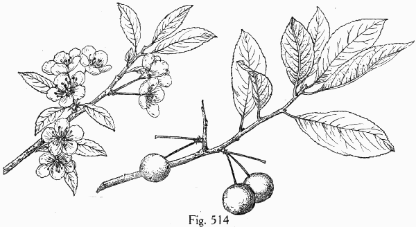 Fig. 514