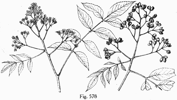 Fig. 578