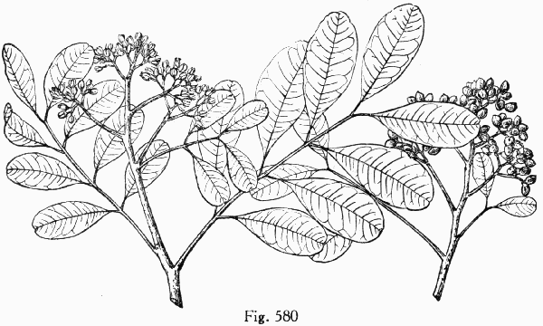 Fig. 580