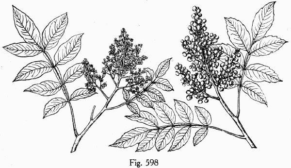 Fig. 598