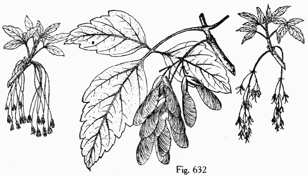 Fig. 632