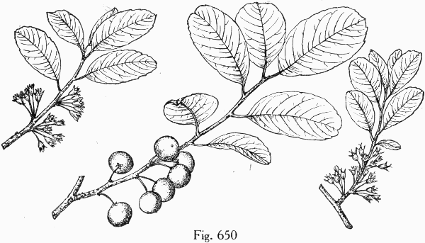 Fig. 650