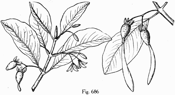 Fig. 686