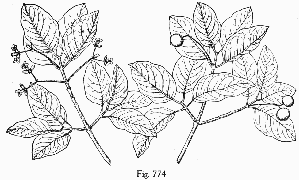 Fig. 774