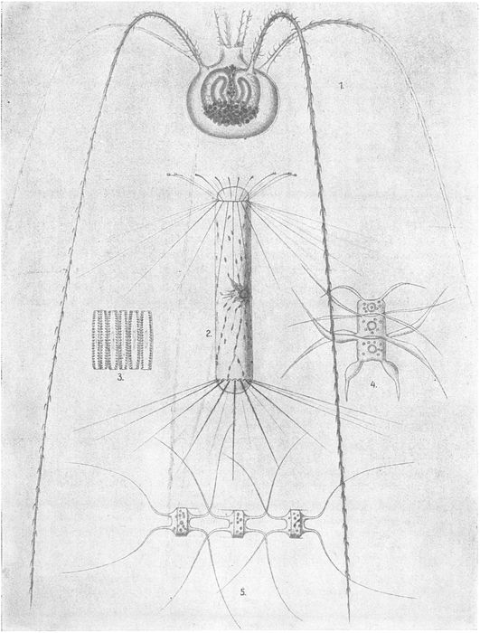 Oberflächen- und Tiefenplankton