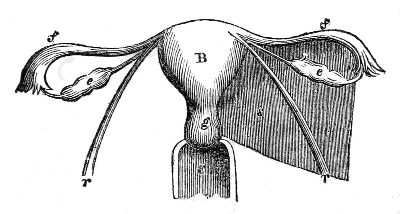 Womb, Vagina, Ovaries, Fallopian Tubes