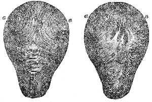 Muscular Fibres of the Womb