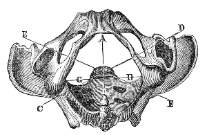 Bones of the Pelvis viewed from below