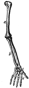 THE BONES OF THE ARM  a, upper arm; b, forearm; c, wrist; d, hand  (From Martin’s “Human Body”)