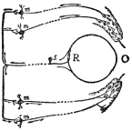 DIAGRAM ILLUSTRATING A REFLEX  An object O suddenly appears in front of the eye. Its image, formed on the retina R, a sense organ, starts impulses along the fibers of the sensory nerve cell s, which in turn stimulate the motor nerve cells m. These in turn stimulate the appropriate muscles of the eyelid, compelling a wink. (After Hough and Sedgwick, “The Human Mechanism.”)