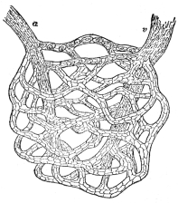 A NETWORK OF CAPILLARIES  The artery a and vein v (highly magnified). (From “The Human Mechanism,” Hough and Sedgwick)