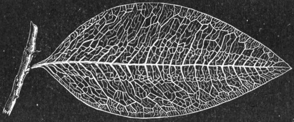 NERVURES OF THE LEAF OF PERUVIAN COCA, SEEN BY TRANSMITTED LIGHT. NATURAL SIZE.