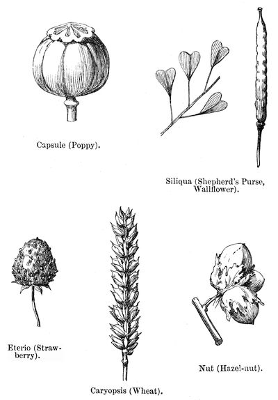 Capsule (Poppy). Siliqua (Shepherd's Purse, Wallflower). Eterio (Strawberry). Nut (Hazel-nut). Caryopsis (Wheat).