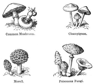 Common Mushroom, Champignon, Morell and Poisonous Fungi