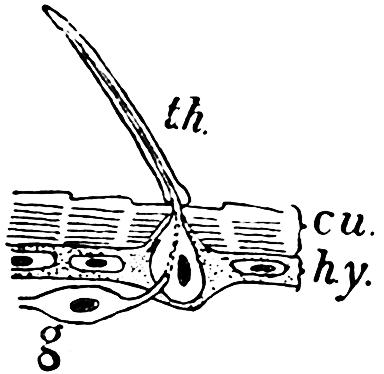 Fig. 24