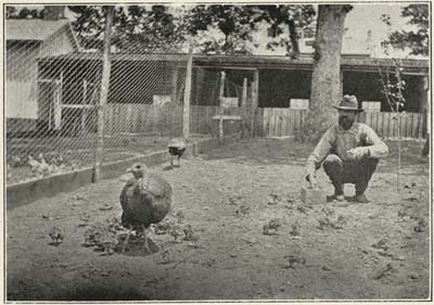 PATIENT TENDING BRONZE TURKEYS