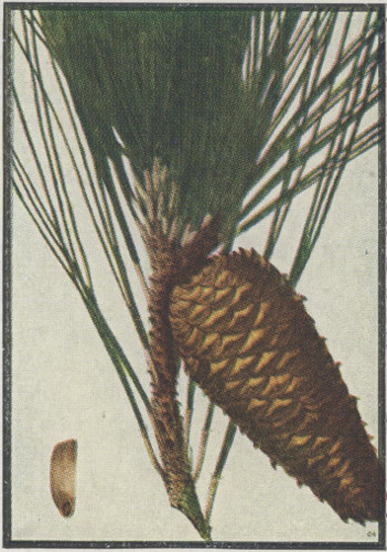 Loblolly Pine