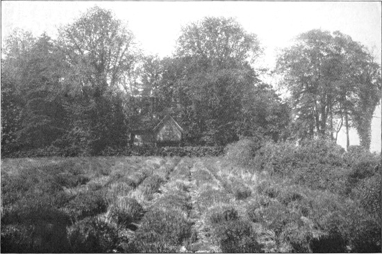 A Lavender Field, Hitchin