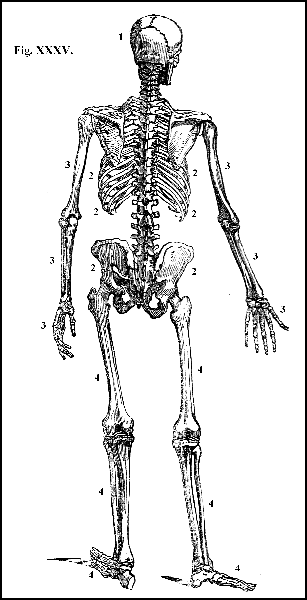 Fig. XXXV.