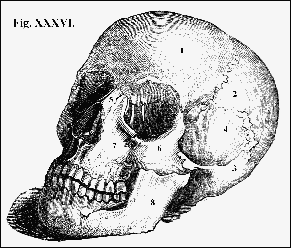 Fig. XXXVI.