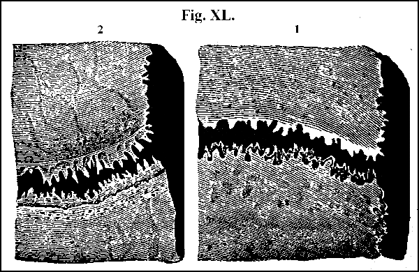 Fig. XL.