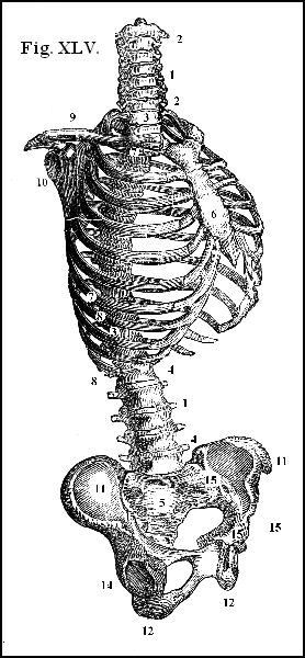 Fig. XLV.