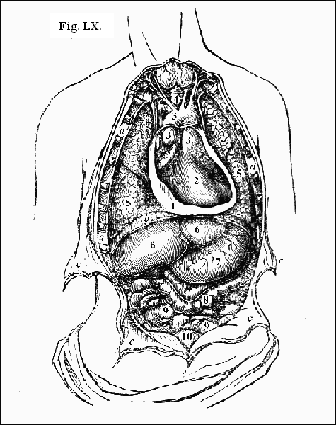 Fig. LX.