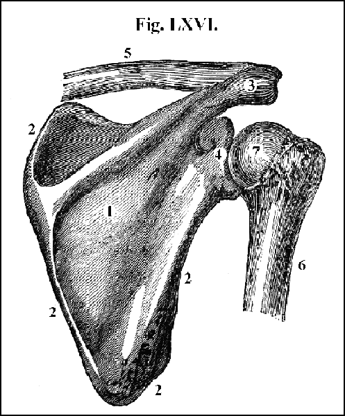 Fig. LXVI.