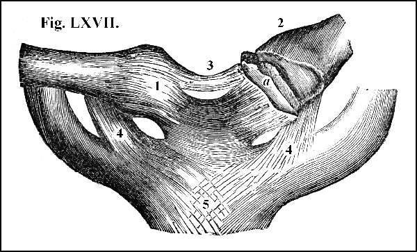 Fig. LXVII.