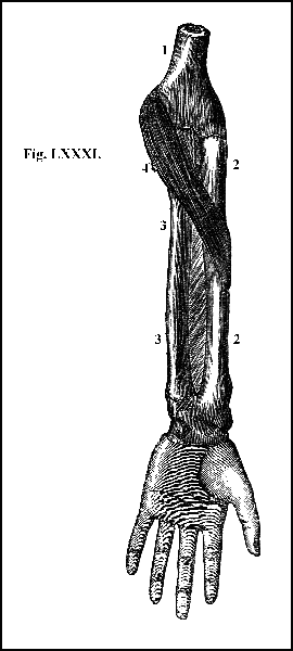 Fig. LXXXI.