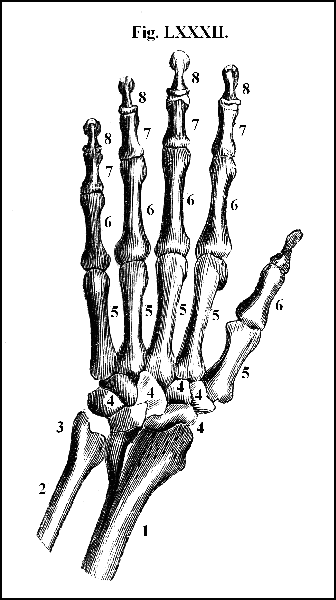 Fig. LXXXII