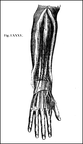 Fig. LXXXV.