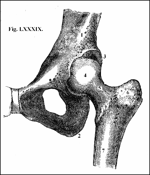 Fig. LXXXIX.