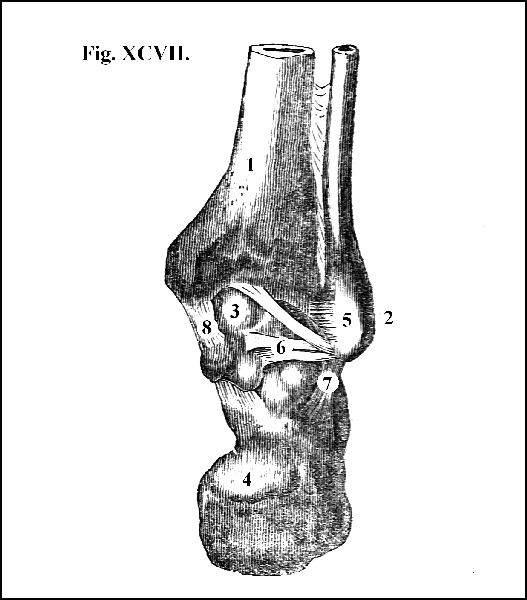 Fig. XCVII.