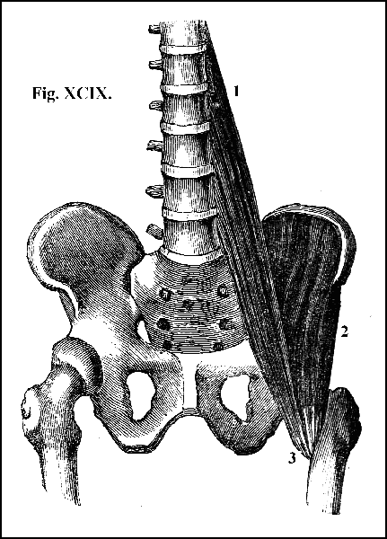 Fig. XCIX.