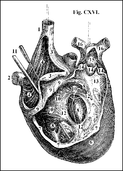 Fig. CXVI.