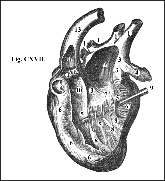 Fig. CXVII.