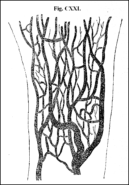 Fig. CXXI.