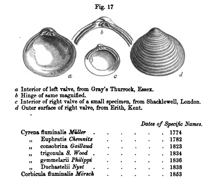 Figure 17. Cyrena Fluminalis 