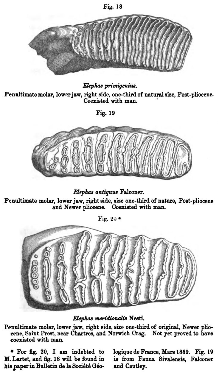 Figures 18, 19 and 20. Elephas 