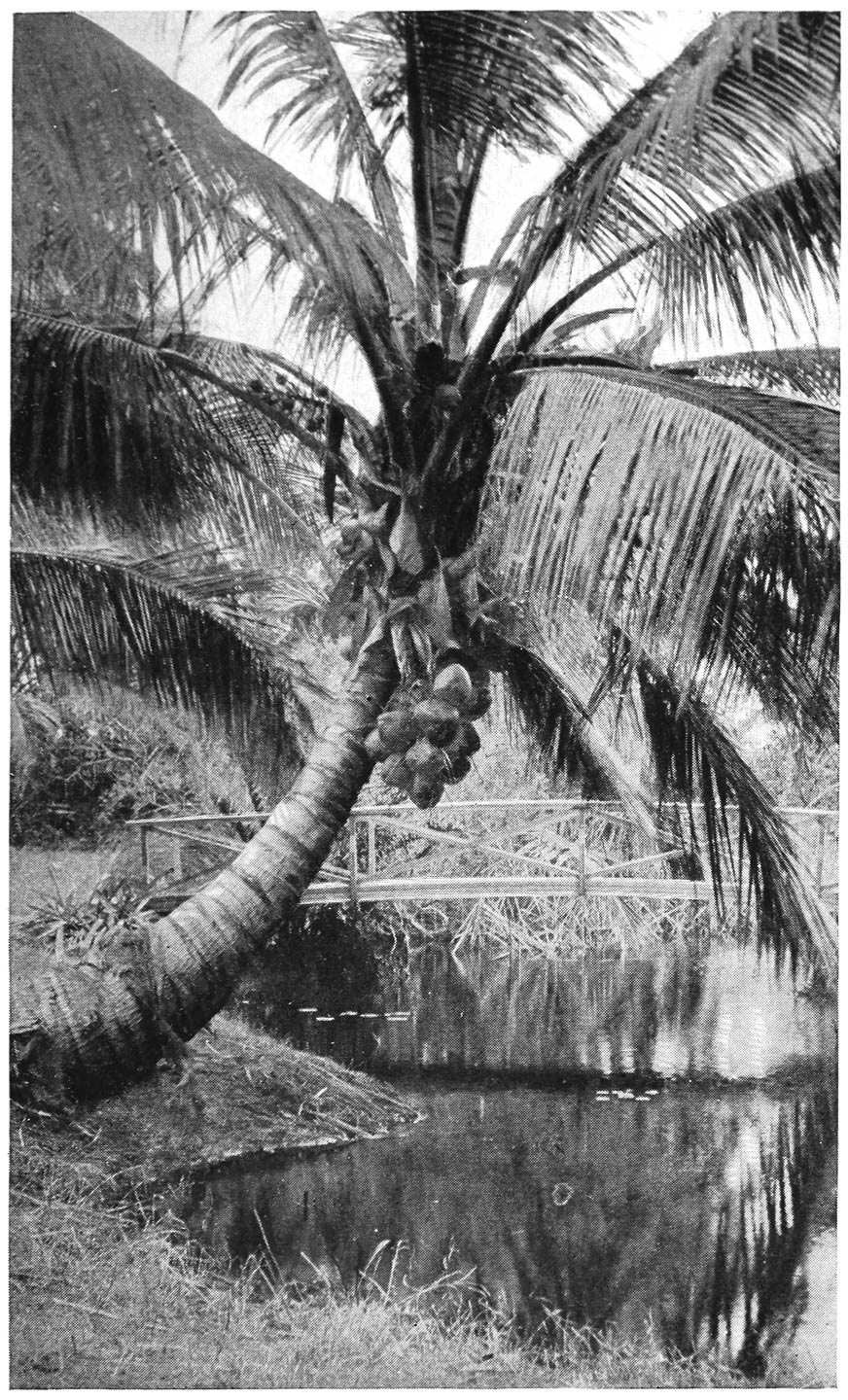 IN KAPIOLANI PARK