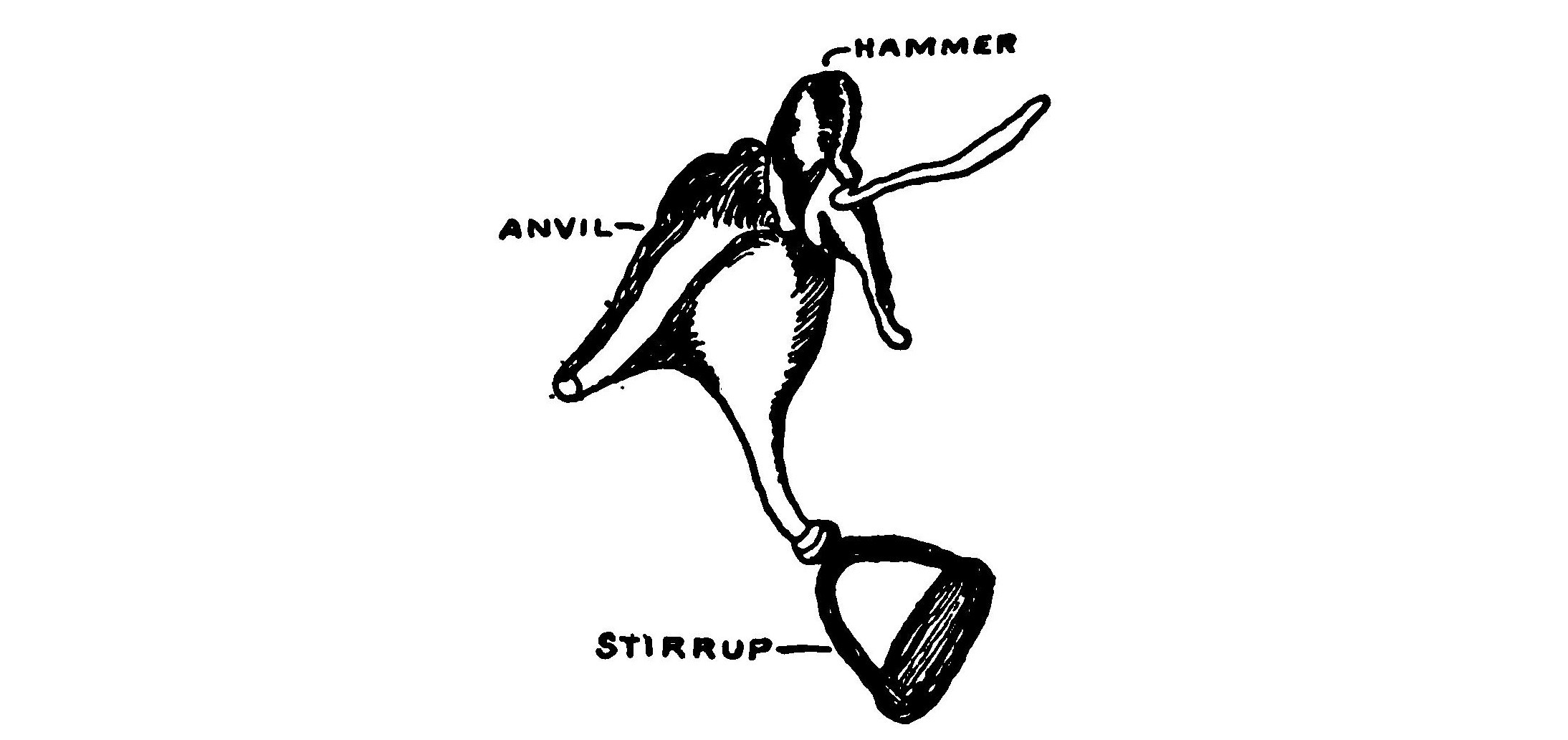 FIG. 121.—The ossicles.