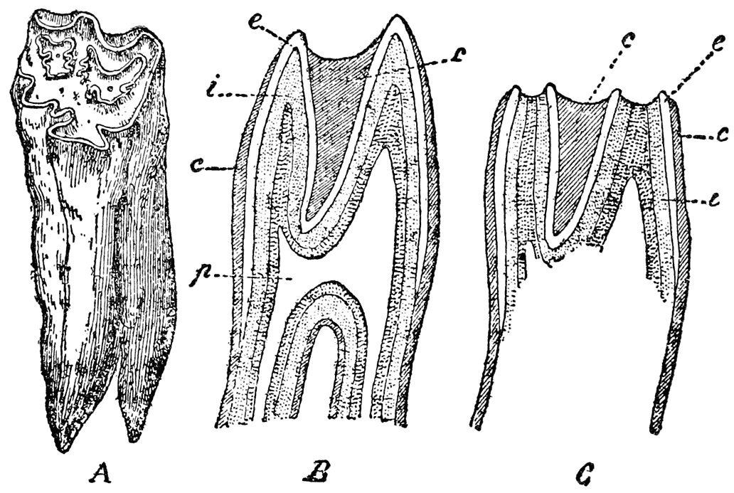 Tooth of a Horse