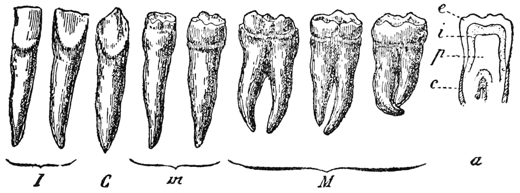 Human Teeth