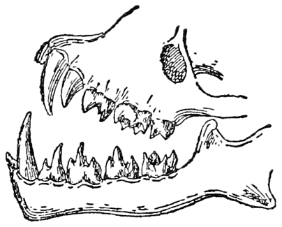 Jaws and Teeth of a Bat